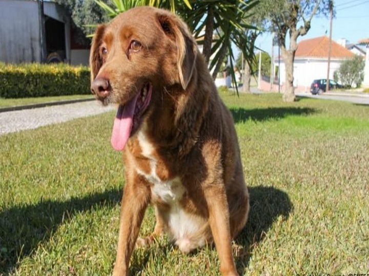 Conozca el perro más viejo de todos los tiempos