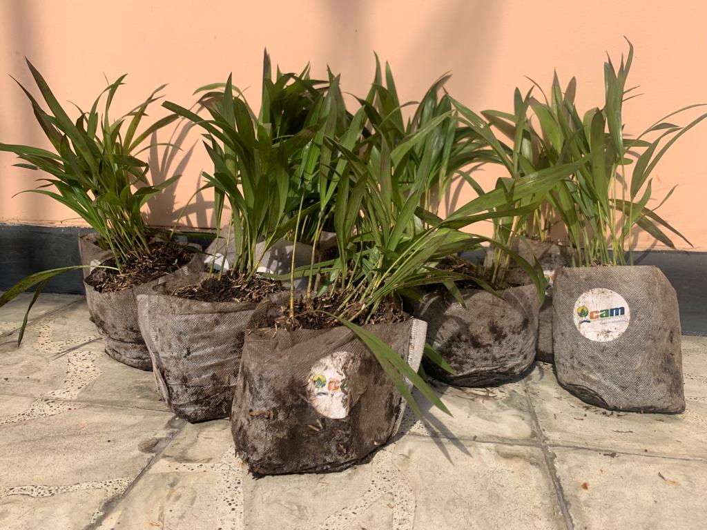 Palmas de Areca se entregarán gratis en la emisora Cristalina