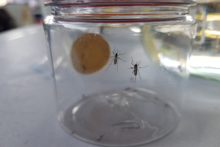 Alerta sanitaria por brote de dengue en el departamento del Caquetá