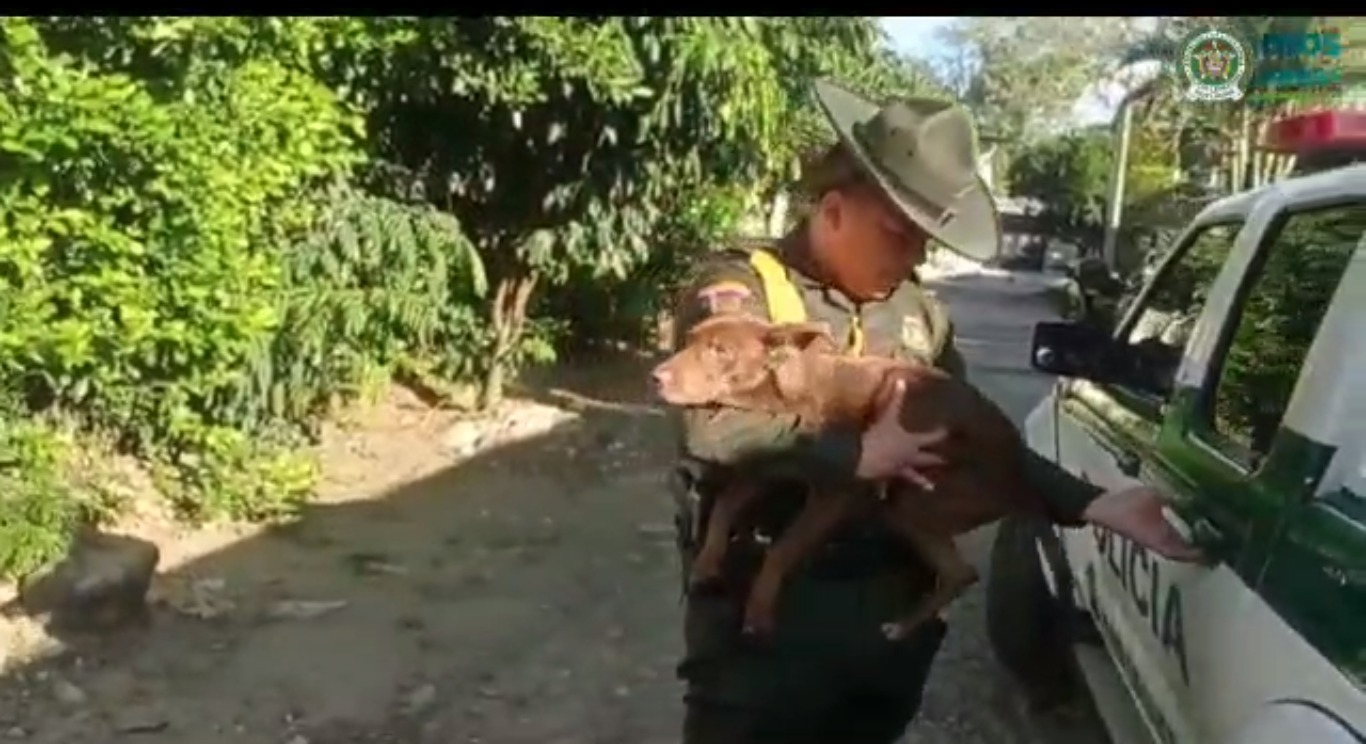 Encuentran al perro que fue abandonado en Fortalecillas.