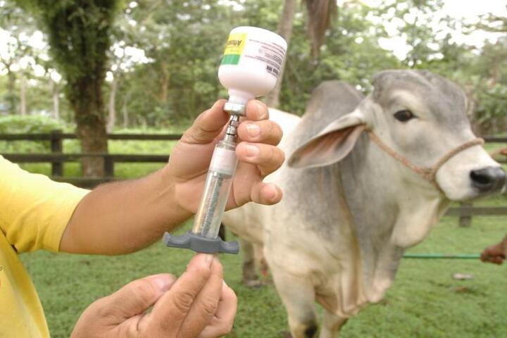 Ciclo de vacunación bovina en Caquetá inicia el 5 de junio