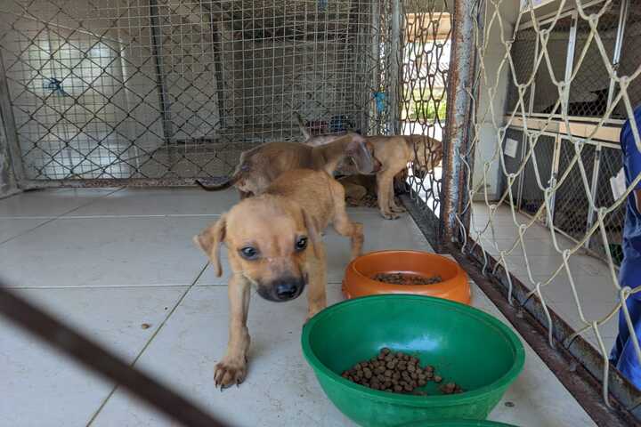 Donatón de alimentos para mascotas realizará la Alcaldía de Florencia