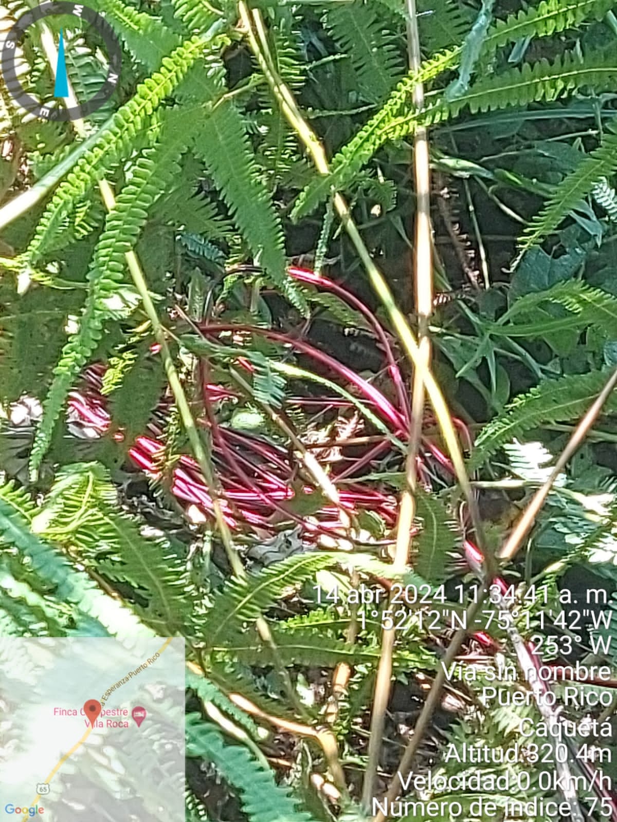 Explosivos hallados en la carretera El Doncello – Puerto Rico.