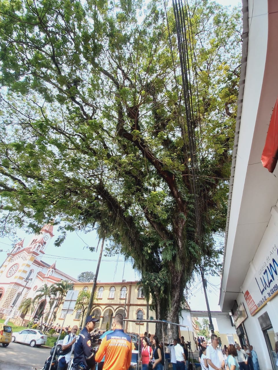 Árbol insignia de la ciudad de Florencia, no será talado.