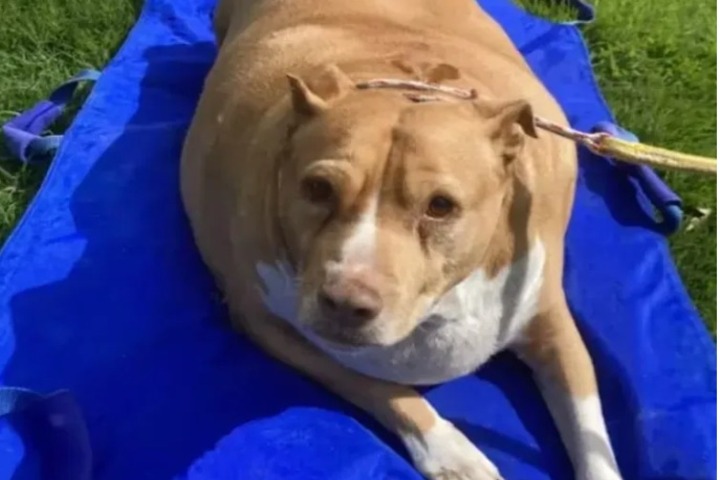 Condenan a mujer por sobrealimentar a su perro hasta hacerlo morir