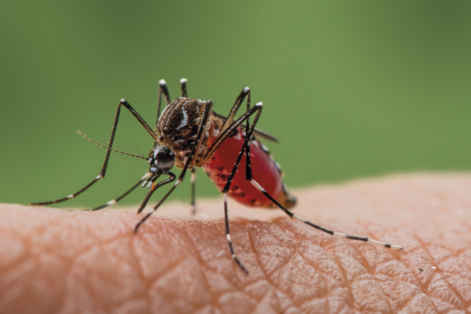 Aumentan casos de dengue en esta temporada