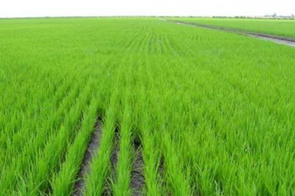 Temporada seca podría afectar producción de arroz