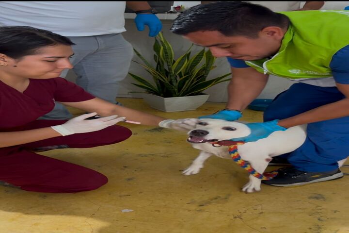 Campañas De Bienestar Animal En Los Hogares De Paso y Albergues De La Ciudad