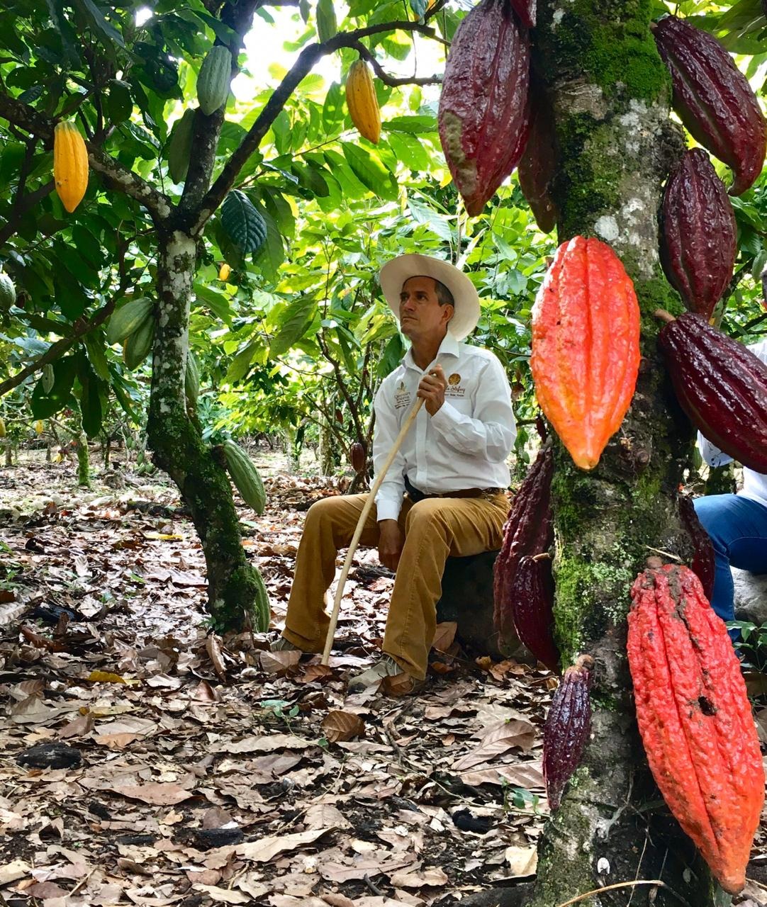 Huila cultiva cacao en solo 7.400 hectáreas y avanza en un proyecto para aprovechar más de 114 mil