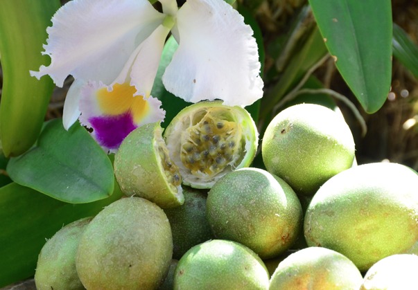 Productores de pasifloras advierten pérdida del 80 % de tierras agrícolas en Rivera y proponen parque temático de la cholupa