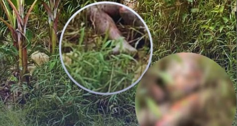 Hallazgo de cuerpo sin vida en zona rural de Pitalito