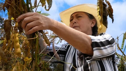Ola invernal golpea al Huila: productores en crisis y pérdidas millonarias
