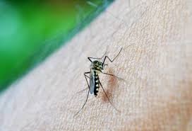 162 casos y 5 graves: dengue vuelve a encender alertas en el Huila por temporada de lluvias