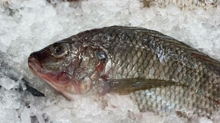 Desde hoy miércoles de Ceniza se dispara el consumo de pescado: Huila alista hasta 25 mil toneladas para Semana Santa