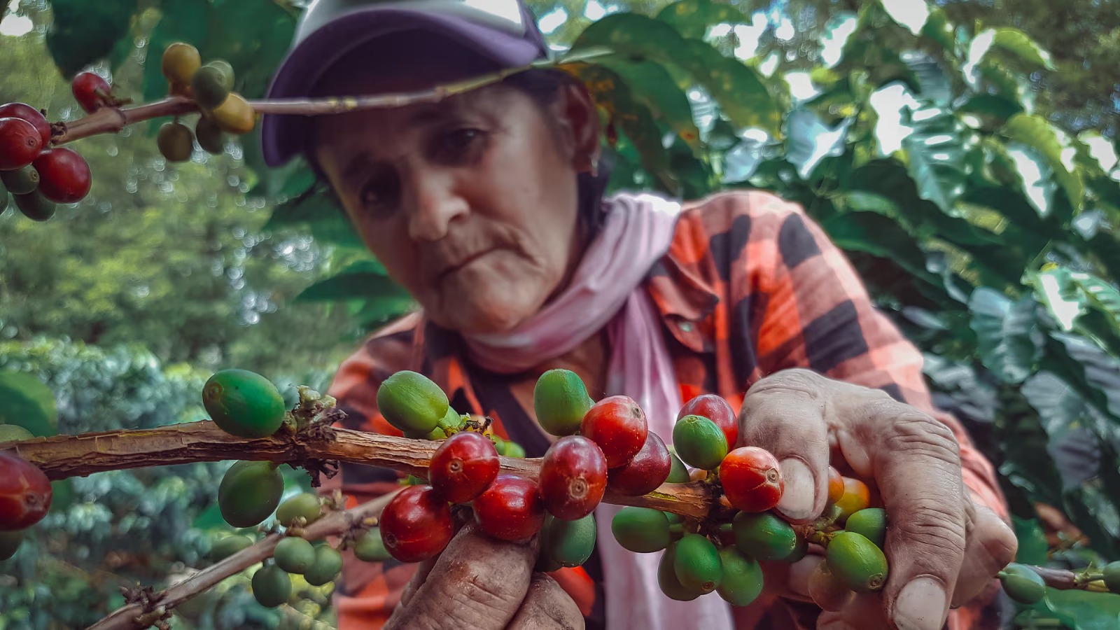 Extorsión golpea al café del Huila: grupos ilegales estarían cobrando hasta el 10 % del valor total de la producción