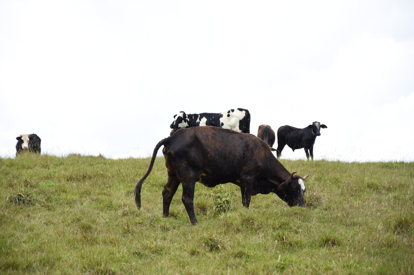 Ganaderos y cafeteros del Huila se unen por la naturaleza y la productividad sostenible
