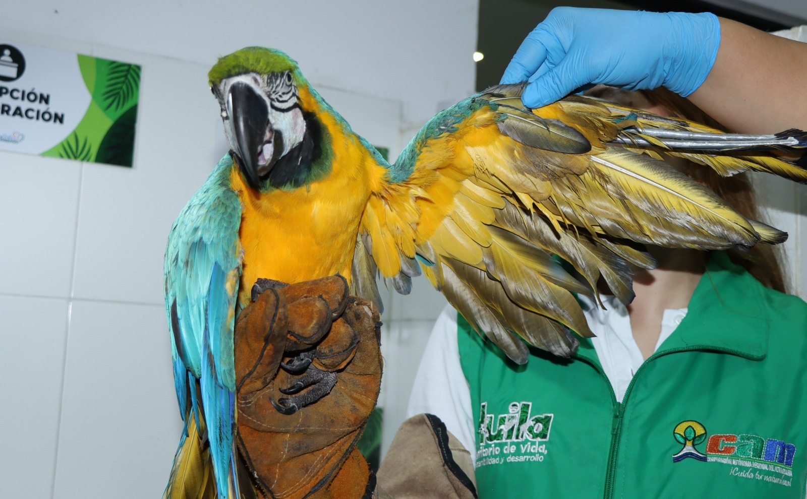 Rescatan fauna silvestre en el Huila: hallan animales heridos y en cautiverio