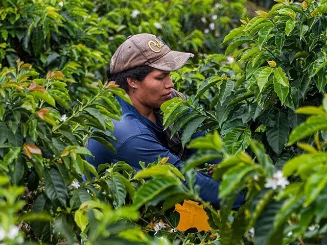 "El Huila es tierra campesina": las cifras que lo prueban en su día