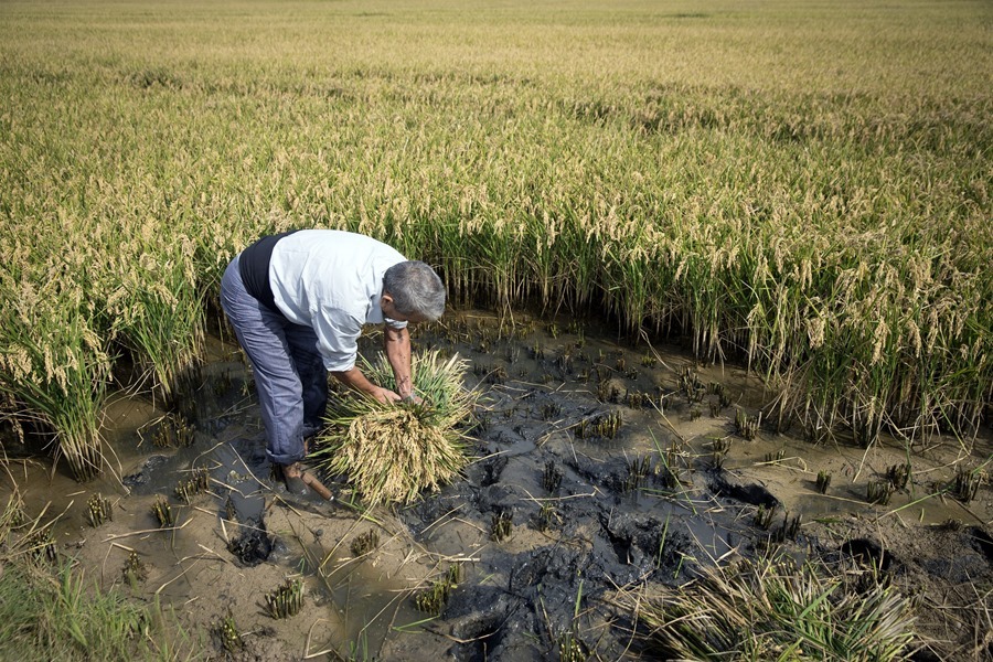 Arroceros en alerta con posible llegada del fenómeno de El Niño