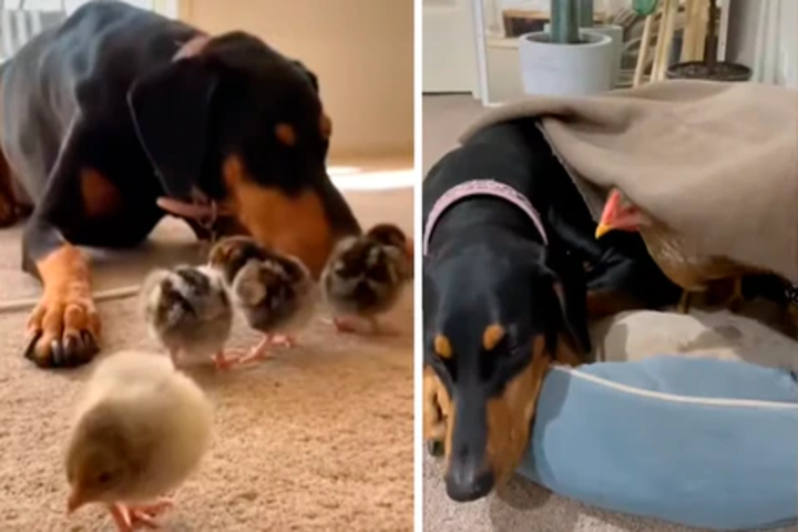 Video: Perrita cuidó a 4 pollitos hasta que crecieron como si fuera su mamá