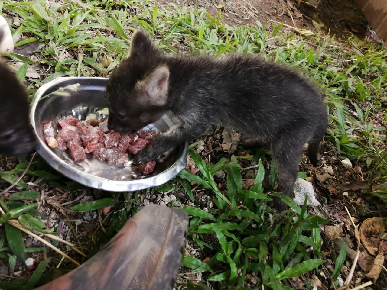 [AUDIO] El Huila unió fuerzas para luchar contra el tráfico de flora y fauna silvestre