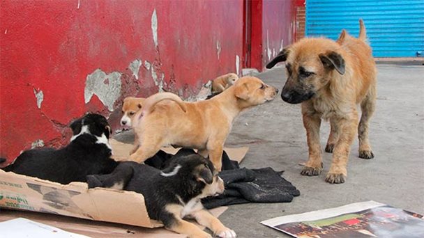 El abandono animal también es maltrato