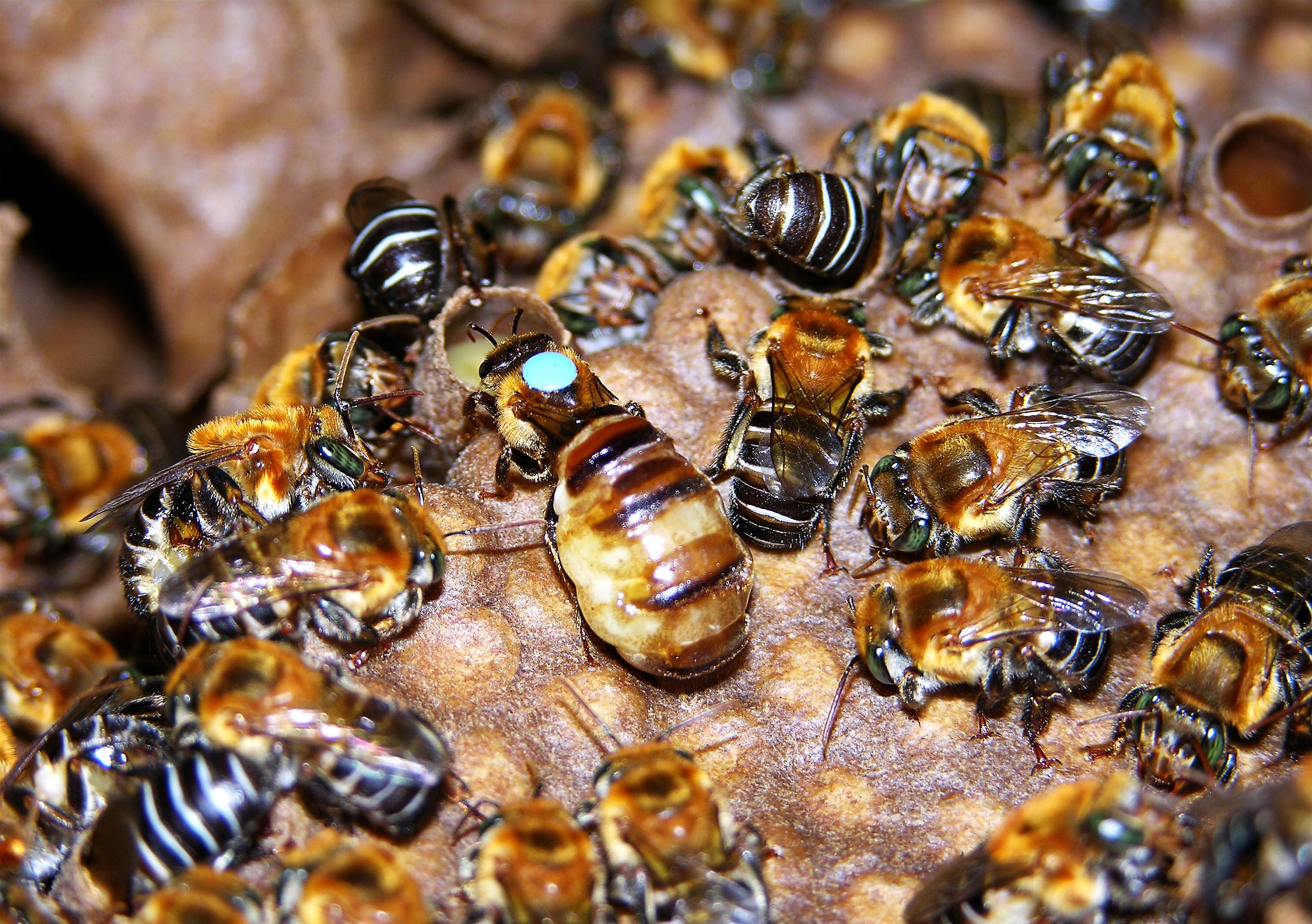 Nuevas especies de abejas en el Huila