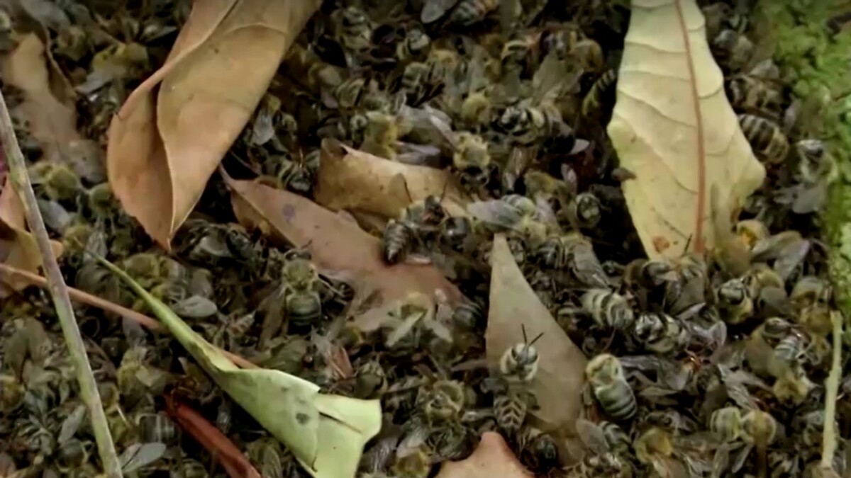 Más de 90 mil abejas murieron por aplicación de pesticidas en Garzón
