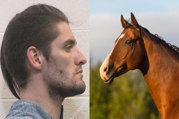 Hombre fue detenido por abusar sexualmente de un caballo y argumentó que el animal se le insinuó