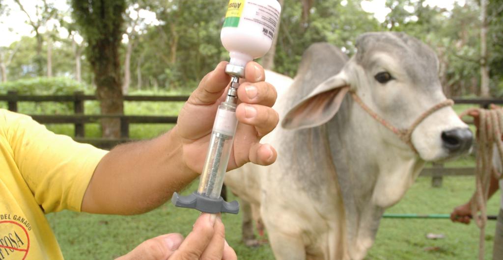 Avanza último ciclo de vacunación contra fiebre aftosa.