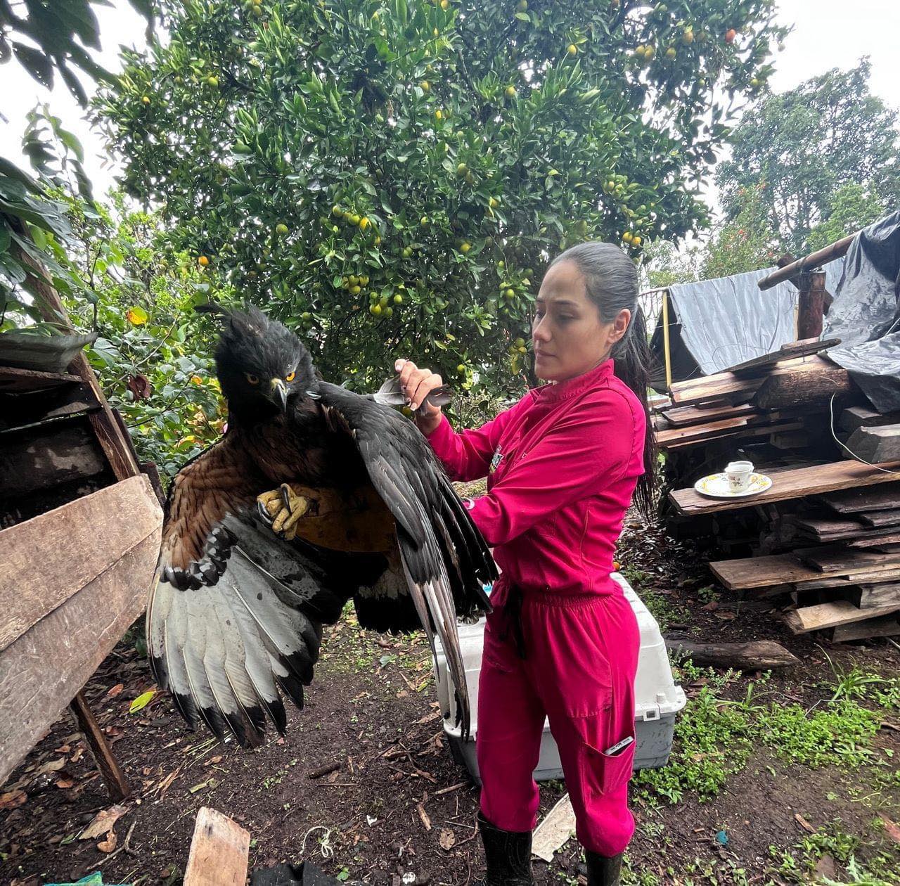 Águila Real de Montaña, fue rescatada por la CAM