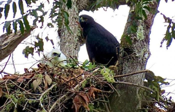 Águila real de montaña y su polluelo fueron avistados en el norte del Huila