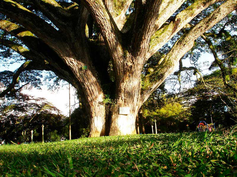Daños en la malla vial y en viviendas a causa de un árbol