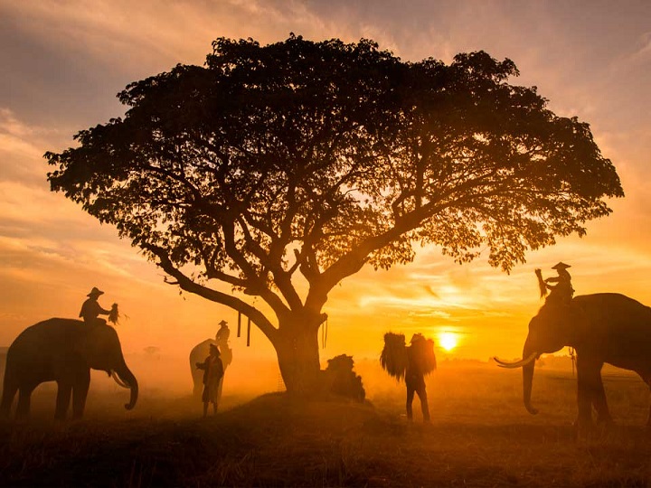 Elefante derriba un árbol de una manera impresionante