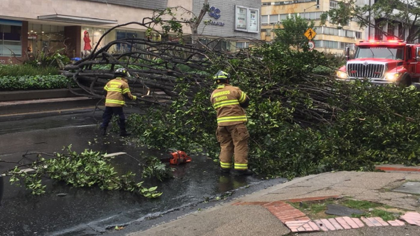 Se evalúan árboles en riesgo en el municipio