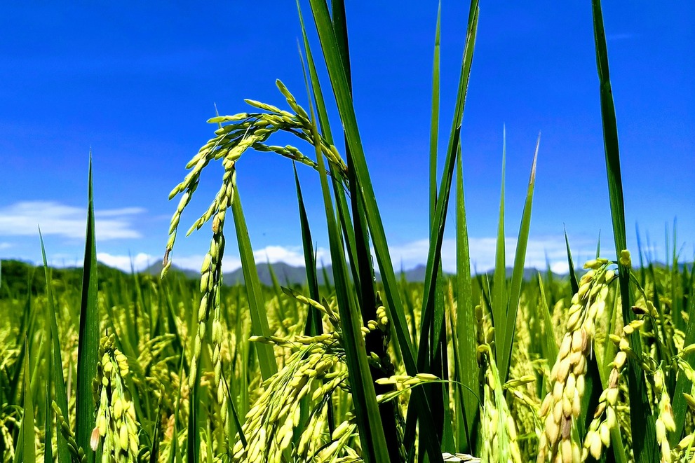 [AUDIO] Molino de arroz de Asojuncal tendrá un valor de 14 mil millones de pesos