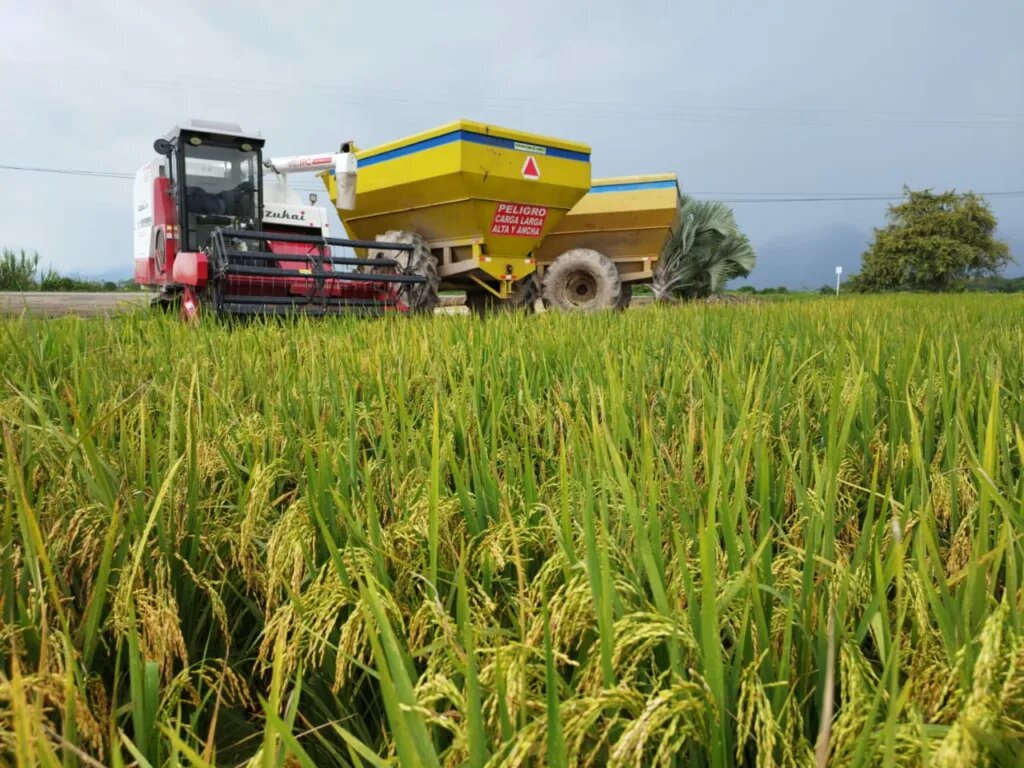 [AUDIO] Arroceros del Huila preocupados por los bajos precios del arroz