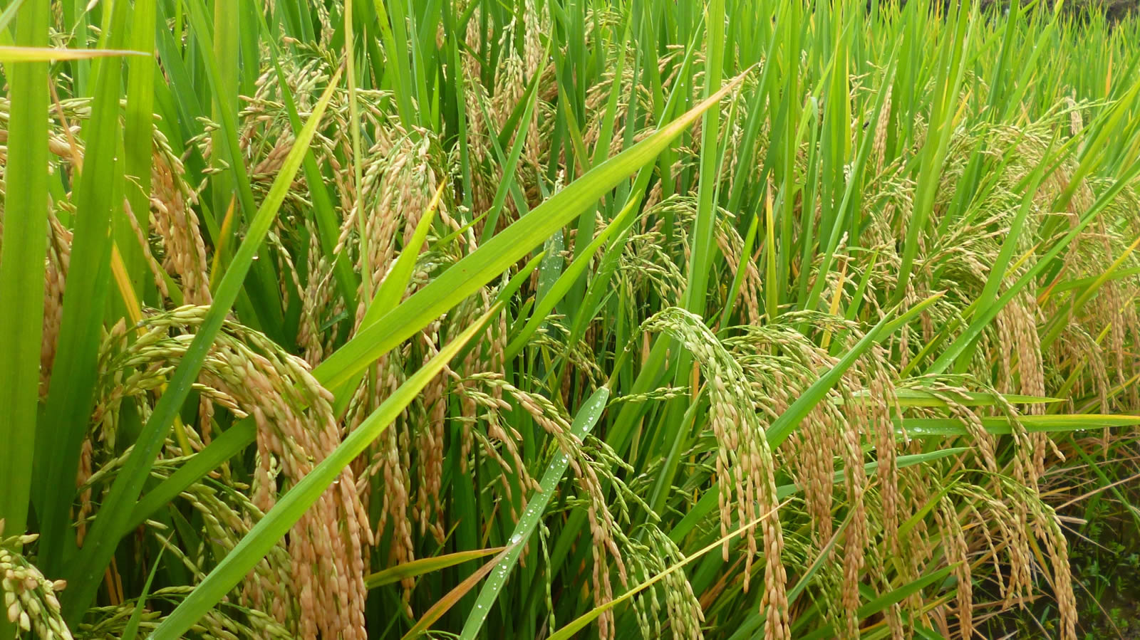 [AUDIO] Lluvias aumentarán producción de arroz