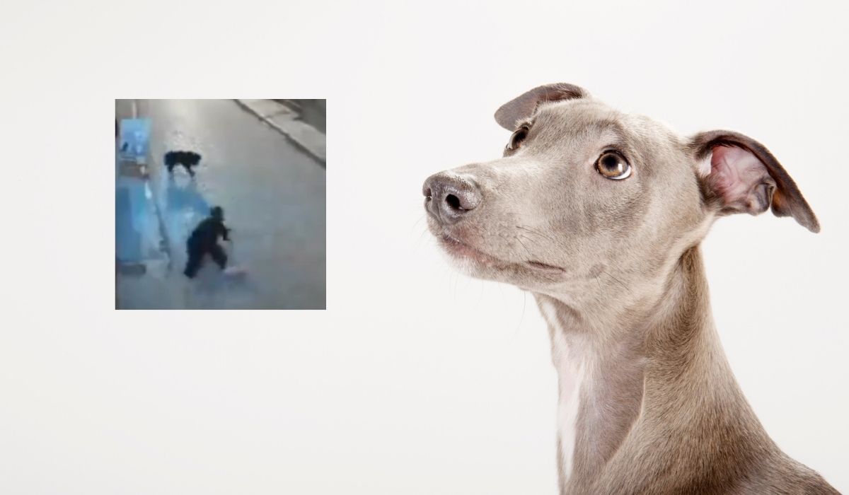 Reflejos de ninja: perro reaccionó a agresión de hombre que terminó en el piso