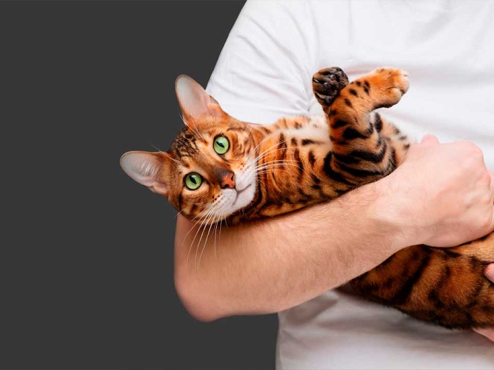 Mire como un hombre le da de comer su gato