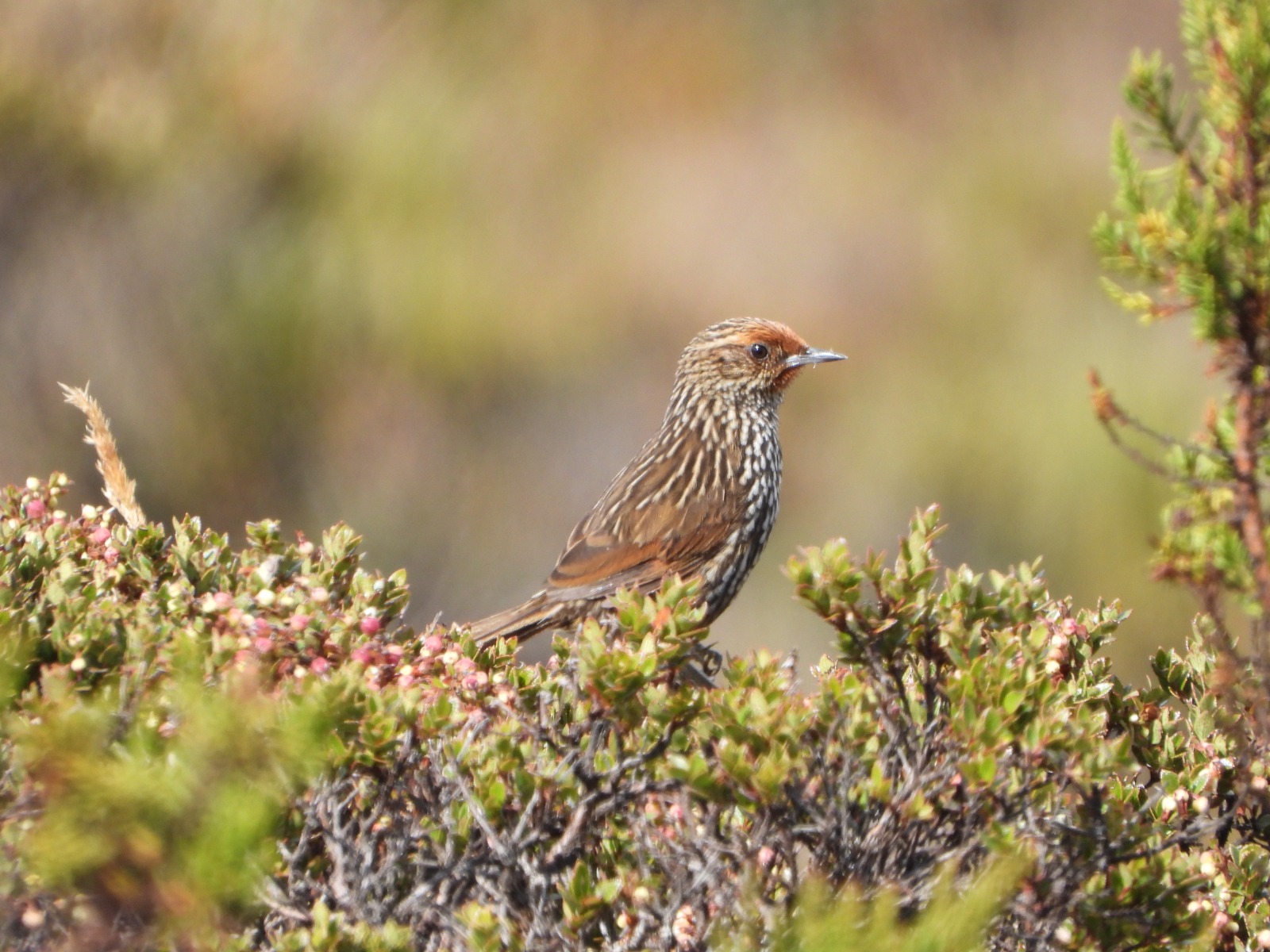 A 745 especies sube el inventario de aves en el Huila