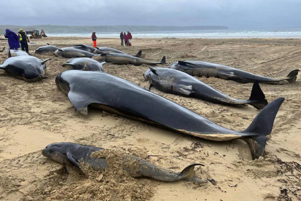 Mueren  más de 55 ballenas tras ser arrastradas a la costa