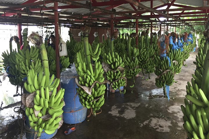 Preocupados se encuentran los productores de plátano en Caquetá.