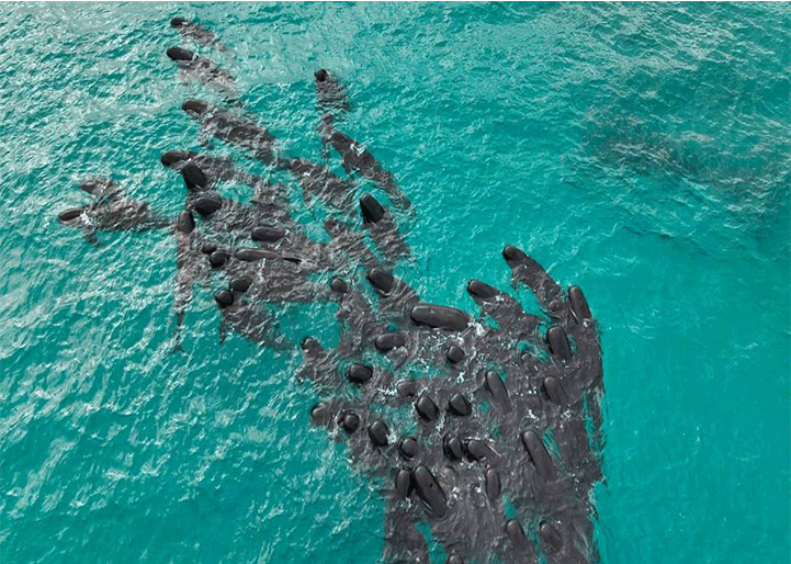 Casi 100 ballenas mueren en las costas de Australia