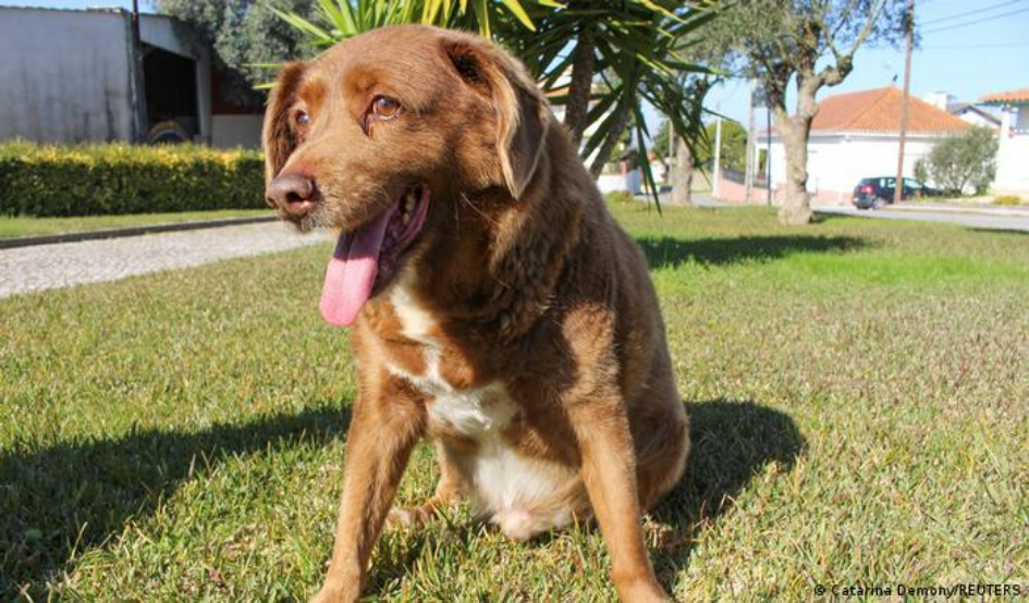 El perro más longevo de la historia