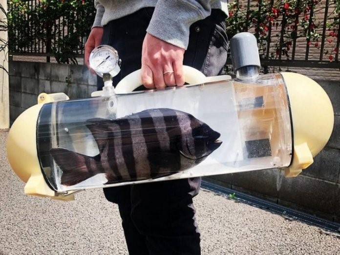 Empresa japonesa trabaja en un bolso transportador para sacar a pasear a su pez