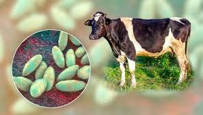 Alerta fitosanitaria en Caquetá.