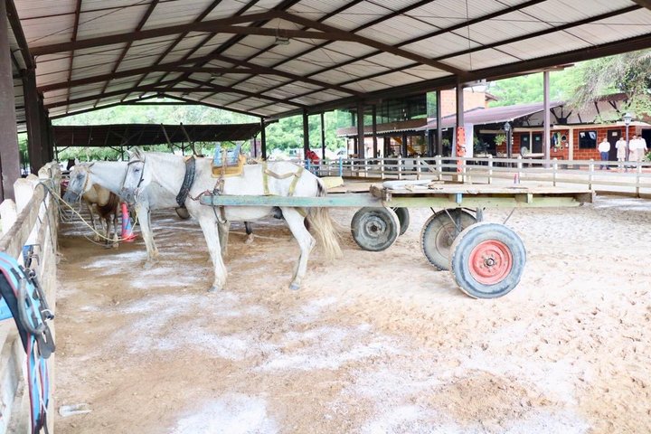 La alcaldía de Florencia, inició operativos de control a vehículos de tracción animal