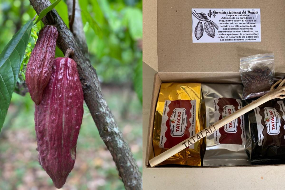 {audio} Retos de los nuevos gobiernos con los cacaoteros