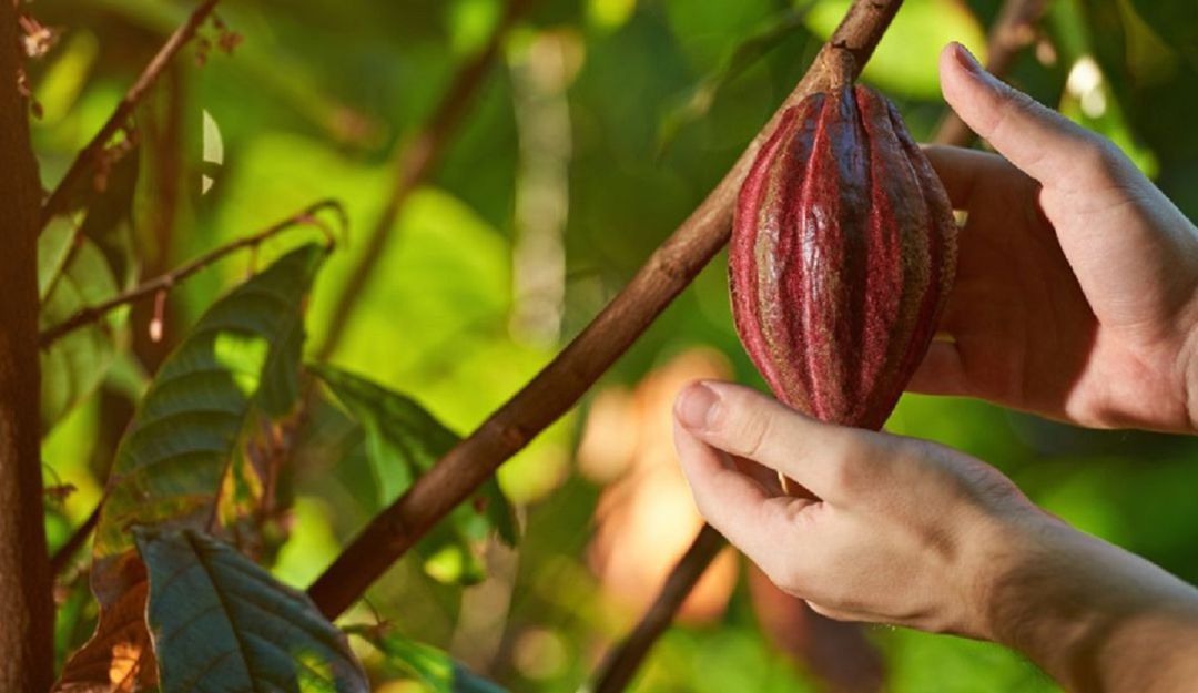 Se intensifican campañas de monitoreo para plagas en el cultivo de cacao